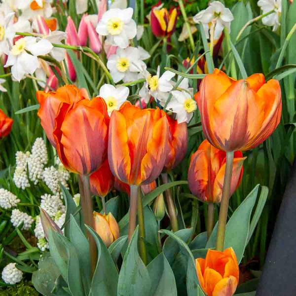 Bulbes à fleurs à planter à l'automne - Tulipe Prinsesse Irene (x8) - face recto